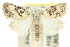  ( - 10ANIC-08859)  @11 [ ] CreativeCommons - Attribution (2010) CBG Photography Group Centre for Biodiversity Genomics