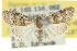  ( - 10ANIC-08869)  @13 [ ] CreativeCommons - Attribution (2010) CBG Photography Group Centre for Biodiversity Genomics