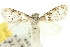  ( - 10ANIC-08871)  @13 [ ] CreativeCommons - Attribution (2010) CBG Photography Group Centre for Biodiversity Genomics