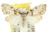  ( - 10ANIC-08888)  @13 [ ] CreativeCommons - Attribution (2010) CBG Photography Group Centre for Biodiversity Genomics