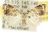  (Acatapaustus sp. ANIC1 - 10ANIC-08893)  @15 [ ] CreativeCommons - Attribution (2010) CBG Photography Group Centre for Biodiversity Genomics