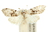  ( - 10ANIC-08897)  @11 [ ] CreativeCommons - Attribution (2010) CBG Photography Group Centre for Biodiversity Genomics