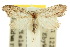  ( - 10ANIC-08898)  @11 [ ] CreativeCommons - Attribution (2010) CBG Photography Group Centre for Biodiversity Genomics