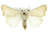  ( - 10ANIC-08917)  @15 [ ] CreativeCommons - Attribution (2010) CBG Photography Group Centre for Biodiversity Genomics