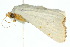  ( - 10ANIC-08919)  @14 [ ] CreativeCommons - Attribution (2010) CBG Photography Group Centre for Biodiversity Genomics