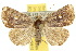  ( - 10ANIC-08926)  @15 [ ] CreativeCommons - Attribution (2010) CBG Photography Group Centre for Biodiversity Genomics