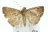  ( - 10ANIC-08928)  @13 [ ] CreativeCommons - Attribution (2010) CBG Photography Group Centre for Biodiversity Genomics
