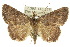  ( - 10ANIC-08931)  @14 [ ] CreativeCommons - Attribution (2010) CBG Photography Group Centre for Biodiversity Genomics