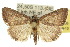  ( - 10ANIC-08936)  @14 [ ] CreativeCommons - Attribution (2010) CBG Photography Group Centre for Biodiversity Genomics