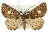  ( - 10ANIC-08941)  @11 [ ] CreativeCommons - Attribution (2010) CBG Photography Group Centre for Biodiversity Genomics
