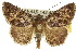  ( - 10ANIC-08942)  @15 [ ] CreativeCommons - Attribution (2010) CBG Photography Group Centre for Biodiversity Genomics