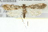  (Araeomorpha diplopa - 10ANIC-08948)  @14 [ ] CreativeCommons - Attribution (2010) CBG Photography Group Centre for Biodiversity Genomics