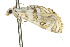  ( - 10ANIC-08972)  @13 [ ] CreativeCommons - Attribution (2010) CBG Photography Group Centre for Biodiversity Genomics