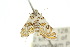  ( - 10ANIC-08973)  @12 [ ] CreativeCommons - Attribution (2010) CBG Photography Group Centre for Biodiversity Genomics
