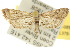  ( - 10ANIC-08975)  @15 [ ] CreativeCommons - Attribution (2010) CBG Photography Group Centre for Biodiversity Genomics