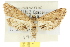  ( - 10ANIC-08976)  @11 [ ] CreativeCommons - Attribution (2010) CBG Photography Group Centre for Biodiversity Genomics