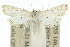  (Parapoynx medusalis - 10ANIC-08982)  @15 [ ] CreativeCommons - Attribution (2010) CBG Photography Group Centre for Biodiversity Genomics