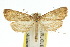  (Parapoynx epimochla - 10ANIC-08985)  @11 [ ] CreativeCommons - Attribution (2010) CBG Photography Group Centre for Biodiversity Genomics