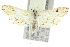  ( - 10ANIC-08988)  @14 [ ] CreativeCommons - Attribution (2010) CBG Photography Group Centre for Biodiversity Genomics