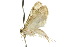  ( - 10ANIC-08994)  @12 [ ] CreativeCommons - Attribution (2010) CBG Photography Group Centre for Biodiversity Genomics
