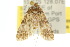  ( - 10ANIC-08995)  @12 [ ] CreativeCommons - Attribution (2010) CBG Photography Group Centre for Biodiversity Genomics