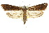  (Parapoynx tullialis - 10ANIC-08997)  @14 [ ] CreativeCommons - Attribution (2010) CBG Photography Group Centre for Biodiversity Genomics
