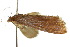  (Parapoynx sp. ANIC1 - 10ANIC-09003)  @14 [ ] CreativeCommons - Attribution (2010) CBG Photography Group Centre for Biodiversity Genomics