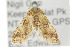  ( - 10ANIC-09013)  @13 [ ] CreativeCommons - Attribution (2010) CBG Photography Group Centre for Biodiversity Genomics