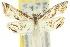  ( - 10ANIC-09028)  @11 [ ] CreativeCommons - Attribution (2010) CBG Photography Group Centre for Biodiversity Genomics