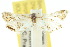  (Anydraula glycerialis - 10ANIC-09029)  @13 [ ] CreativeCommons - Attribution (2010) CBG Photography Group Centre for Biodiversity Genomics
