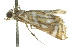  ( - 10ANIC-09031)  @13 [ ] CreativeCommons - Attribution (2010) CBG Photography Group Centre for Biodiversity Genomics