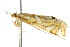  ( - 10ANIC-09046)  @13 [ ] CreativeCommons - Attribution (2010) CBG Photography Group Centre for Biodiversity Genomics