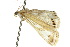  ( - 10ANIC-09059)  @12 [ ] CreativeCommons - Attribution (2010) CBG Photography Group Centre for Biodiversity Genomics