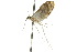  ( - 10ANIC-09070)  @12 [ ] CreativeCommons - Attribution (2010) CBG Photography Group Centre for Biodiversity Genomics