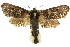  ( - 10ANIC-09154)  @14 [ ] CreativeCommons - Attribution (2010) CBG Photography Group Centre for Biodiversity Genomics
