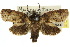  ( - 10ANIC-09164)  @14 [ ] CreativeCommons - Attribution (2010) CBG Photography Group Centre for Biodiversity Genomics