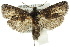  ( - 10ANIC-09165)  @14 [ ] CreativeCommons - Attribution (2010) CBG Photography Group Centre for Biodiversity Genomics