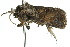  ( - 10ANIC-09166)  @13 [ ] CreativeCommons - Attribution (2010) CBG Photography Group Centre for Biodiversity Genomics