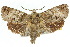  ( - 10ANIC-09168)  @14 [ ] CreativeCommons - Attribution (2010) CBG Photography Group Centre for Biodiversity Genomics