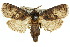  ( - 10ANIC-09174)  @14 [ ] CreativeCommons - Attribution (2010) CBG Photography Group Centre for Biodiversity Genomics