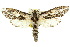  ( - 10ANIC-09260)  @15 [ ] CreativeCommons - Attribution (2010) CBG Photography Group Centre for Biodiversity Genomics