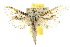  ( - 10ANIC-09264)  @14 [ ] CreativeCommons - Attribution (2010) CBG Photography Group Centre for Biodiversity Genomics