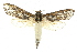  ( - 10ANIC-09277)  @14 [ ] CreativeCommons - Attribution (2010) CBG Photography Group Centre for Biodiversity Genomics
