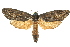  ( - 10ANIC-09278)  @15 [ ] CreativeCommons - Attribution (2010) CBG Photography Group Centre for Biodiversity Genomics