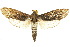  ( - 10ANIC-09279)  @11 [ ] CreativeCommons - Attribution (2010) CBG Photography Group Centre for Biodiversity Genomics