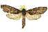  ( - 10ANIC-09282)  @15 [ ] CreativeCommons - Attribution (2010) CBG Photography Group Centre for Biodiversity Genomics