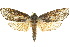  ( - 10ANIC-09283)  @15 [ ] CreativeCommons - Attribution (2010) CBG Photography Group Centre for Biodiversity Genomics