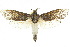  ( - 10ANIC-09285)  @15 [ ] CreativeCommons - Attribution (2010) CBG Photography Group Centre for Biodiversity Genomics