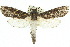 ( - 10ANIC-09286)  @15 [ ] CreativeCommons - Attribution (2010) CBG Photography Group Centre for Biodiversity Genomics