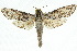  (Trismelasmos donovani - 10ANIC-09291)  @15 [ ] CreativeCommons - Attribution (2010) CBG Photography Group Centre for Biodiversity Genomics